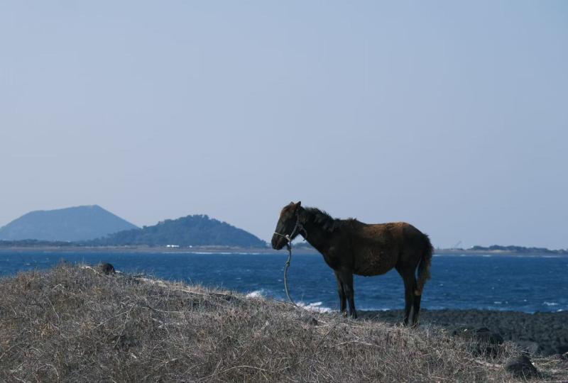 济州岛